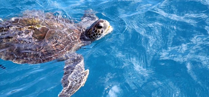 Schwimmen lernen in jedem Alter